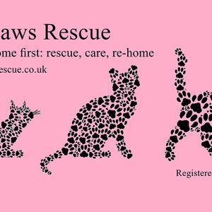 Little Paws Rescue Cats
