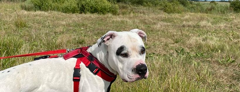 Staffie and Stray Rescue