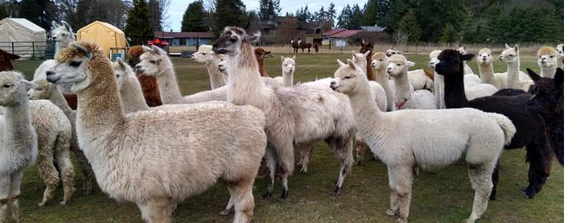 Olympic Peninsula Llama/Alpaca Rescue Non-Profit