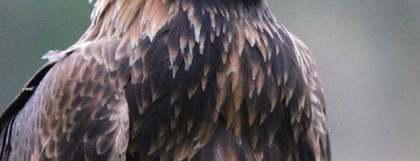Help for Wildlife