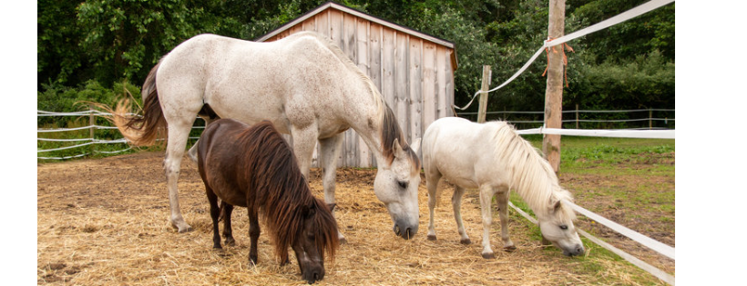South Jersey All Breeds Horse Rescue