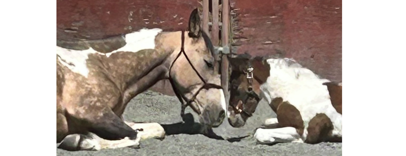 Fairytale Farm Miniature Horse and Donkey Rescue