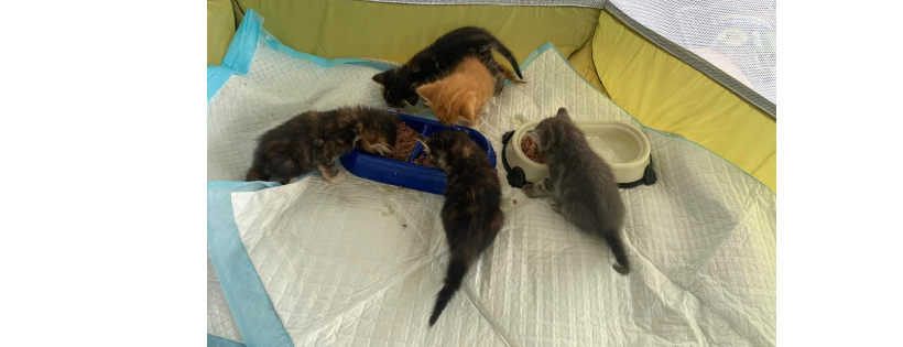 Indian Rivers Humane Society