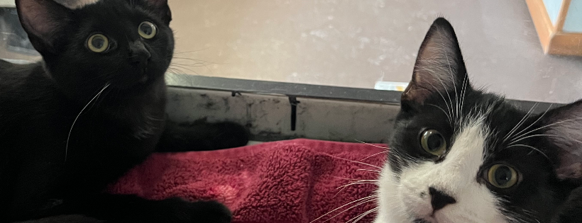 Humane Society of Port Jervis/Deerpark
