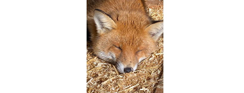 Fox Angels Foundation