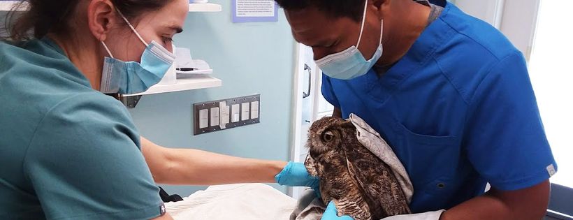 California Wildlife Center