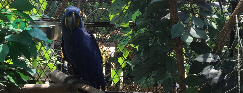 Kiki's playland parrot sanctuary and rescue