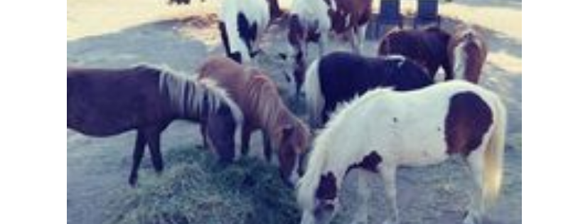 Dreamcatcher Animal Sanctuary, Inc.
