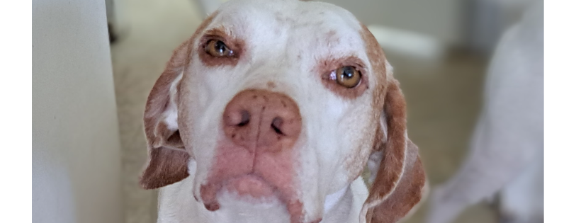 American Pointer Rescue