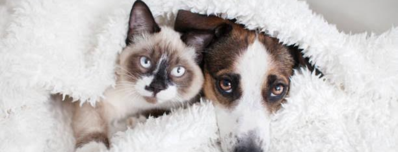 SPCA of Tennessee