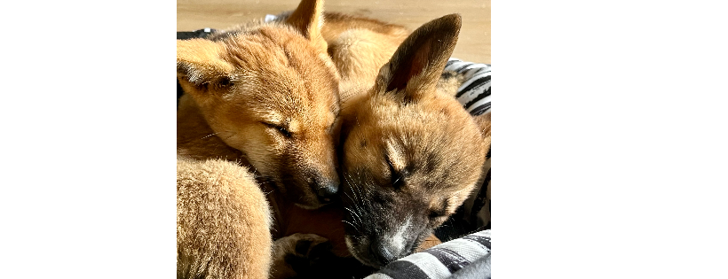Highlands Dingo Rescue Ltd