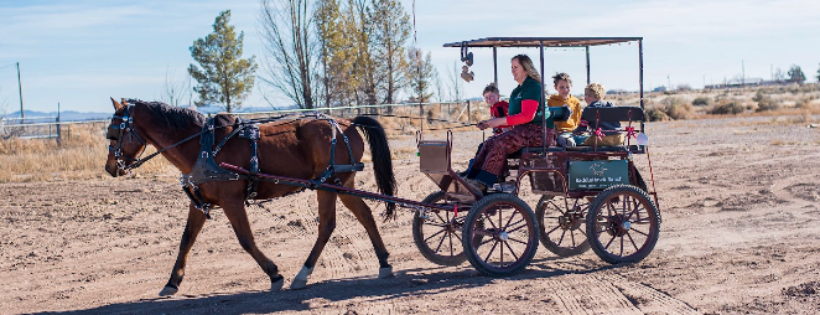 Equine Safe Haven