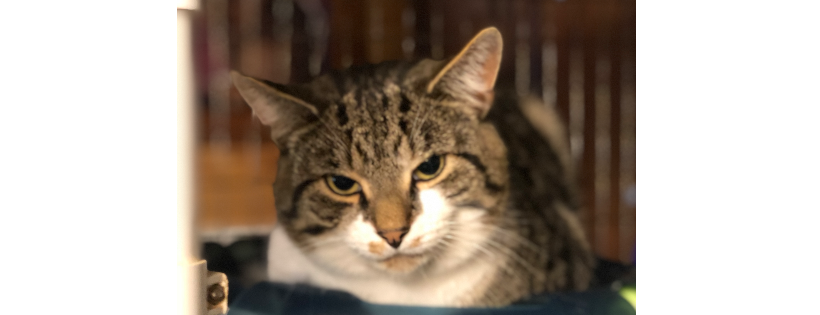 Ward end cat cat rescue
