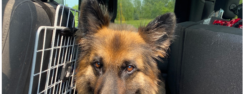 Serenity Canine Advocacy Rescue & Rehab