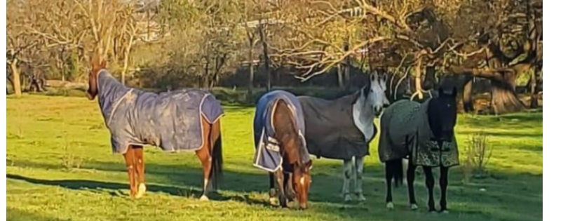Chasing Rainbows equine rescue and sanctuary