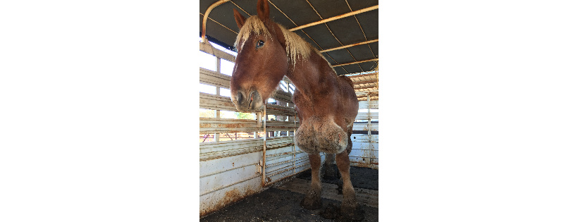 Karuna Horse Rescue, Inc.