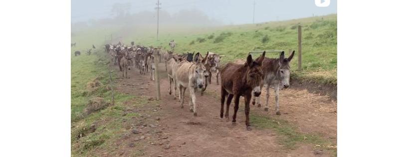Karoo Donkey Sanctuary