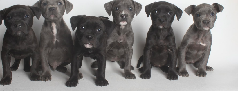 Freedom Tails Rescue