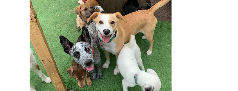 Texas Round Up Animal Alliance