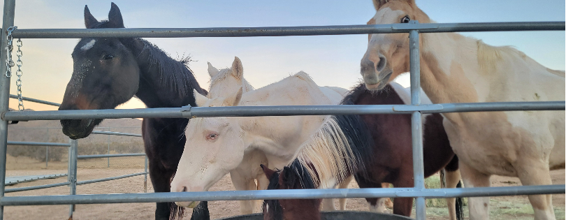 Triple J Horse Haven