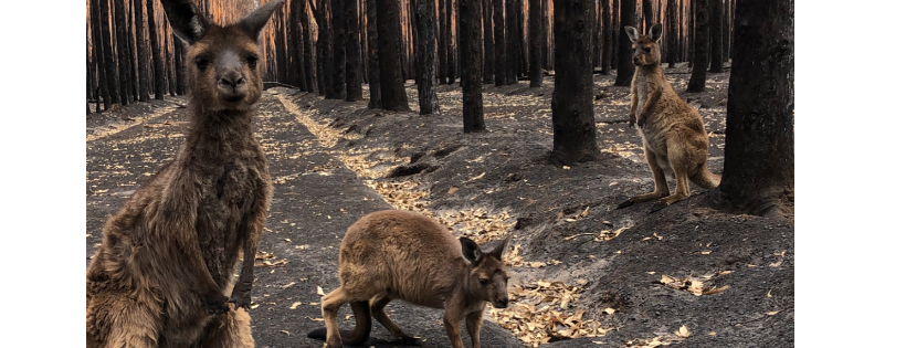 Kangala Kangaroo and wildlife rescue