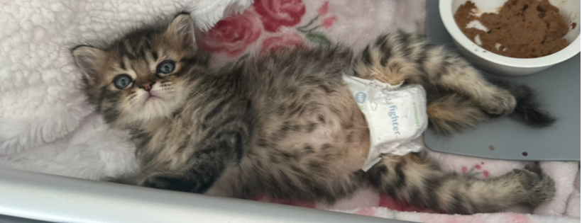 Baby Kitten Rescue