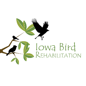 Iowa Bird Rehabilitation Logo