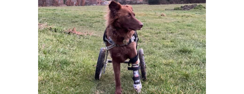 Flori's Friends Rescue