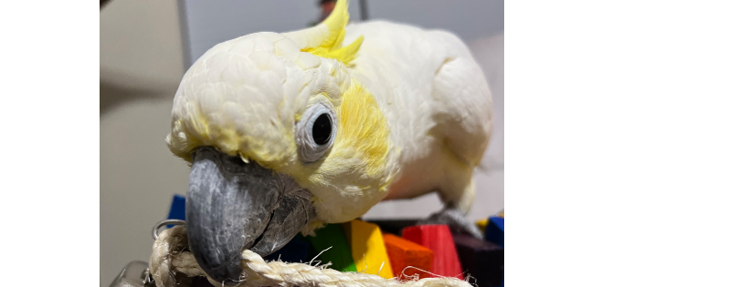 SouthWest Exotic Avian Rescue