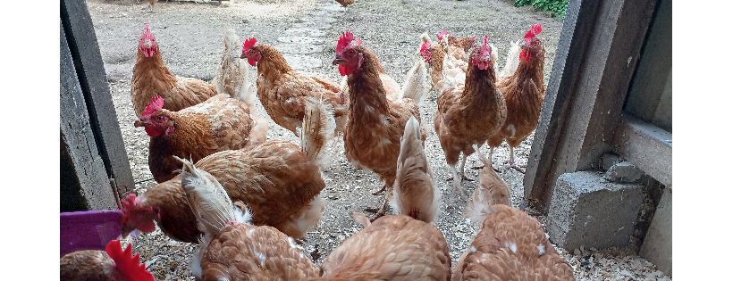 Back Into Daylight Animal Sanctuary