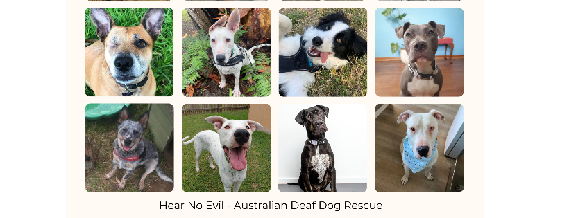 Hear No Evil Aust Deaf Dog Rescue