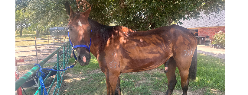 Texas Prison & Police Horse Rescue-501C3