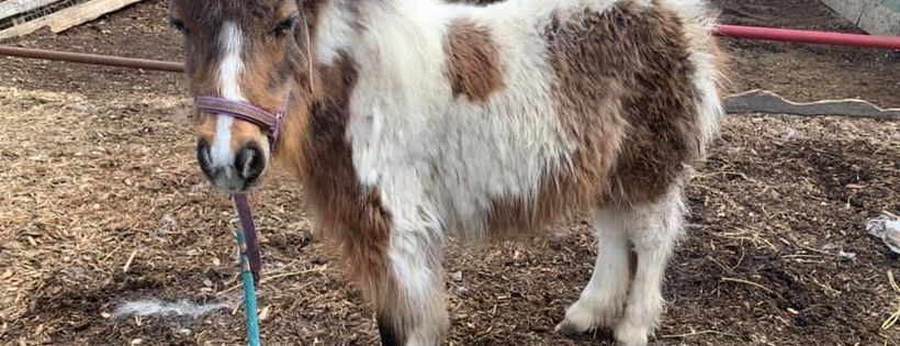 Tiny Tales Pony Rescue Society