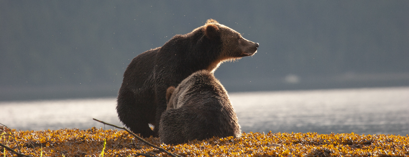 Spirit Bear Research Foundation