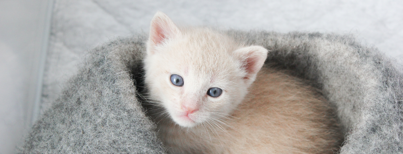 TOMATO FOSTER CLUB