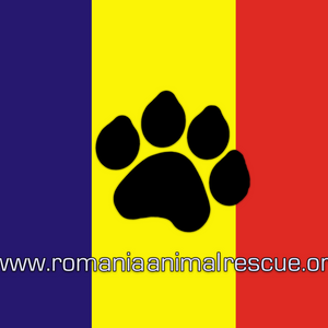 Romania Animal Rescue, Inc Dba Animal Spay Neuter International Logo