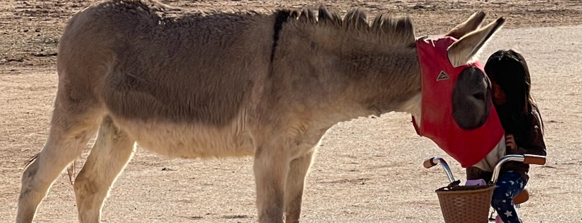 Hearts For Hope Horse Haven