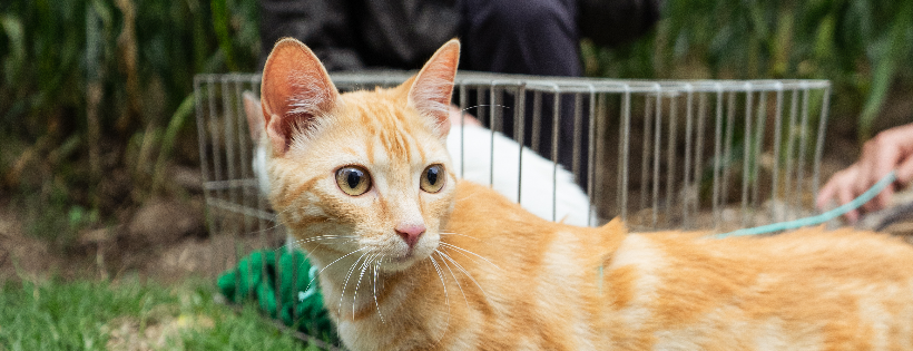 Stray Animal Project