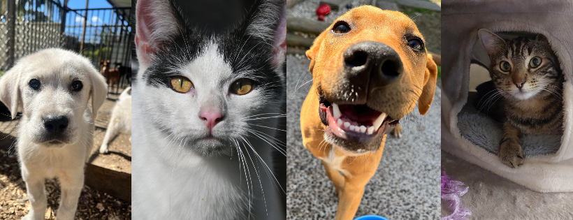 Hunter Valley Animal Facility & Rehoming Center
