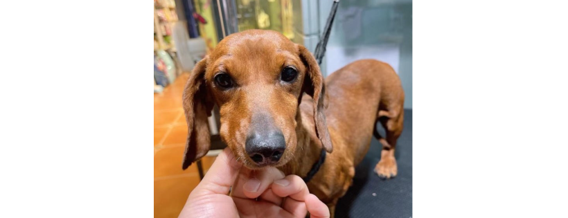 Dog Meat Trade Dachshund Rescue & Support Group