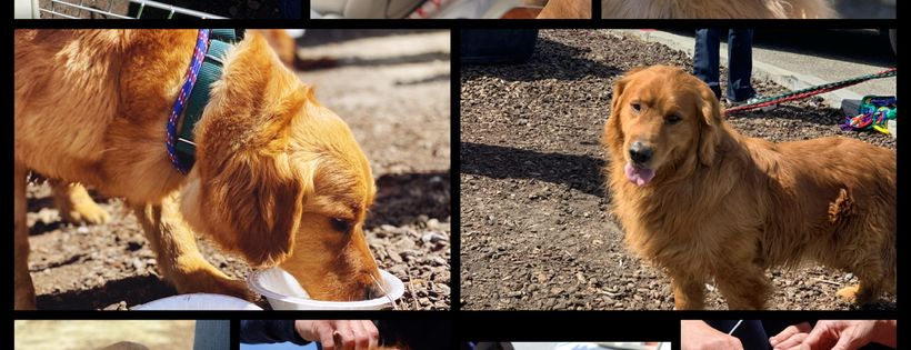 Southern California golden retriever rescue
