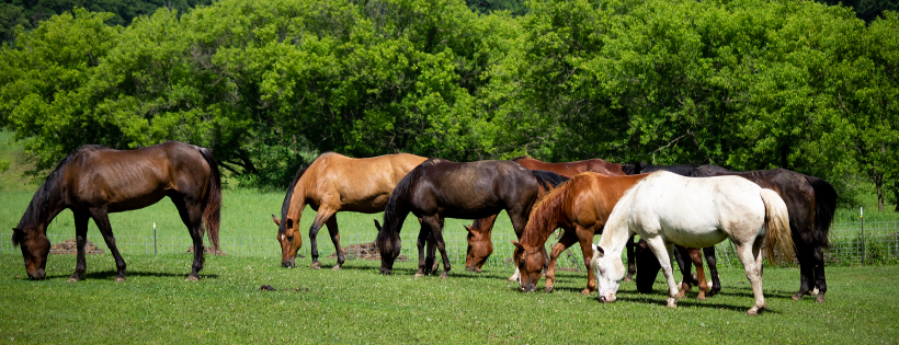 Just A Horse Rescue And Sanctuary, Inc.