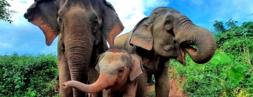 Trunks up