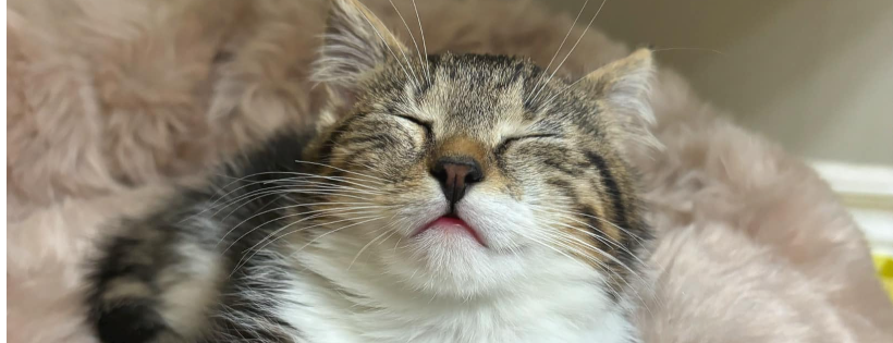 Healing Animal SCARS cat rescue