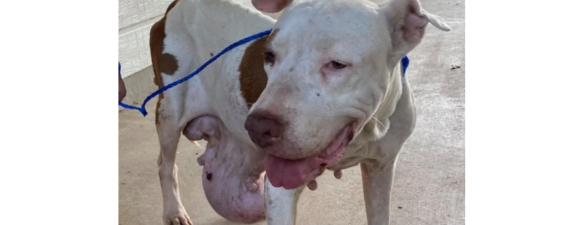 Second Chances Pet Rehab and Sanctuary
