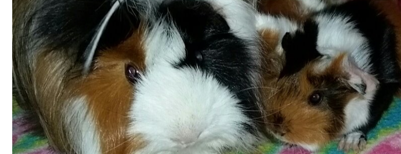 SECOND CHANCE CAVY RESCUE