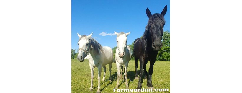 FarmYard Rescue And Rehabilitation