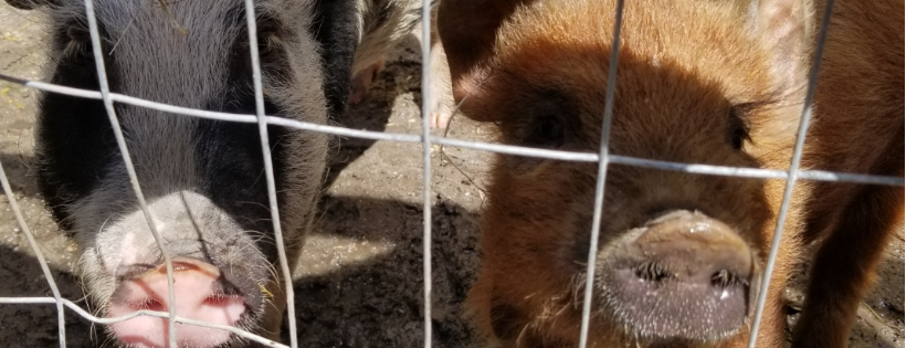 Kimmys Safe Haven Rescue