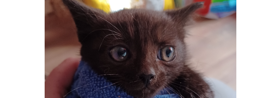 Little Tinkers Rescue Cats