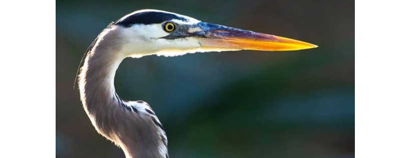 Iowa Bird Rehabilitation